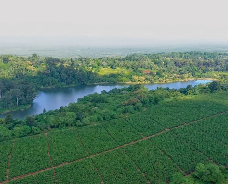 jabal;i towers for sale tatu